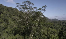 Des scientifiques atteignent le plus grand arbre de l'Amazonie