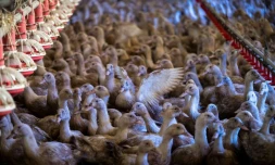 Crise aviaire: les fermiers élèvent des canes, moins rentables pour le foie gras