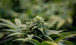 La vente de fleurs de CBD autorisée en France, tranche le Conseil d'Etat