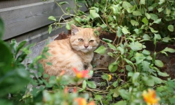 animaux