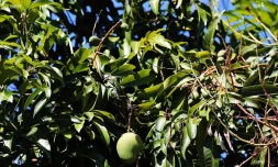 Mangue verte