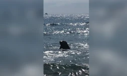 éléphant de mer à Saint-Gilles septembre 2022