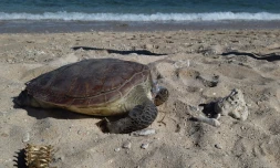 cadavre d'une jeune tortue verte retrouvée aux brisants (Photo Kelonia)