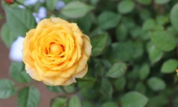 Le Tampon : plus de 14.000 visiteurs aux FlorilĂšges 2021