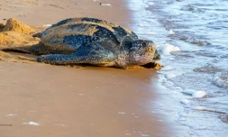 Près de 70% de la faune sauvage a disparu depuis 1970, selon le WWF