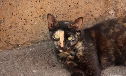 chat