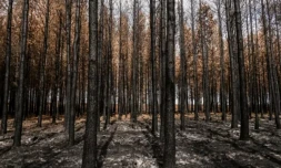 bois - incendie - Gironde1