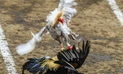 Combat de coqs