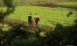 agriculture