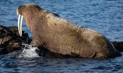 Une femelle morse peut peser jusqu’à 700 kilos