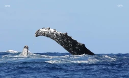 baleines