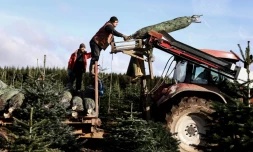 Epineuse fin d'année pour les producteurs de sapins belges