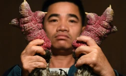 Vietnam: les pattes de "poulet dragon", un mets trÚs apprécié pour le nouvel an lunaire