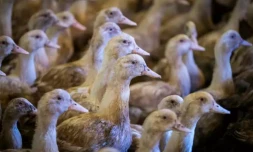 grippe aviaire