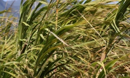 Canne à sucre