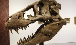 crâne - T-Rex