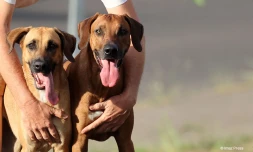 Chiens