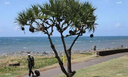 illustrations photos
