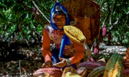 En Colombie, cocaïne contre cacao, ou le chocolat du "triangle de la coca"