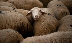 Des moutons à l'école de bergers de Cooprado