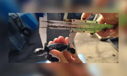 Carnet rose : plusieurs bébés tortues ont pointé le bout de leur nez à Kélonia