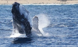 baleines