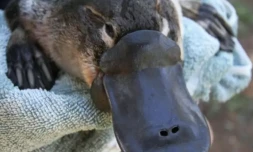 ornithorynque
