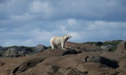 Quand l'ours blanc se retrouve loin de sa banquise