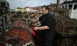 En Angleterre, une Ă©closerie pour prĂ©server l'avenir des homards et des pĂȘcheurs