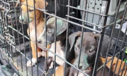 Maltraitance - animaux - chiens