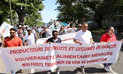 Lundi 13 février 2023 - Manifestation des planteurs devant la préfecture