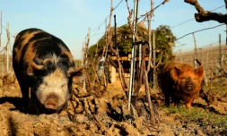 En Champagne, des cochons de "précision" pour toiletter les vignes