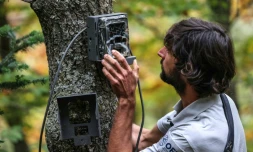 L'ours des Pyrénées, discrètement surveillé pour assurer sa survie