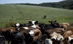 Des vaches laitiĂšres en chemin pour la traite, Ă la ferme de Meadow Creek Dairy, le 5 octobre 2022 Ă Galax, en Virginie (Etats-Unis) ( AFP / Brendan Smialowski )