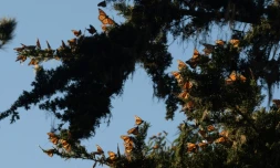 Les papillons monarques californiens reviennent de loin