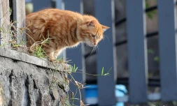 chat