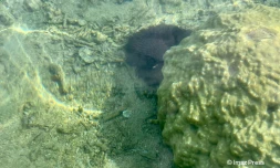 acanthaster dans le lagon de l'hermitage