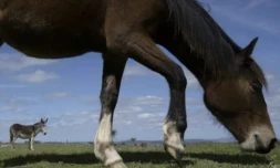 En Uruguay, une ONG sauve les chevaux des assiettes belges ou françaises