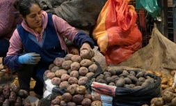 L'inflation dévore la patate du Pérou et le maïs du Mexique