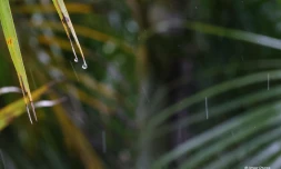 Gouttes d'eau