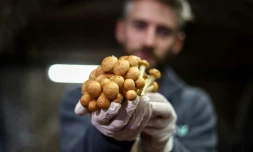 A Bruxelles, de la bière et du pain pour faire pousser les champignons