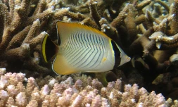 poissons récifales