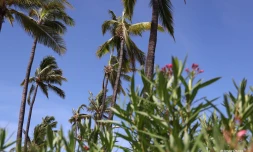 Cocotiers
