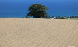 agriculture