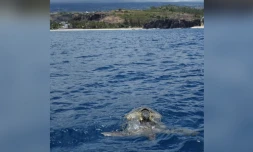 Saison de reproduction des tortues
