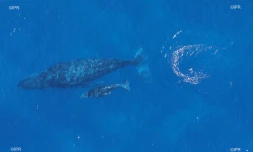 baleines