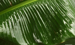 Goutte d'eau et pluie