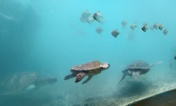 Tortues - Kélonia
