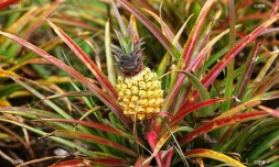 Ananas