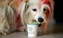 A San Francisco, un chef ouvre une "patte-tisserie" pour chiens